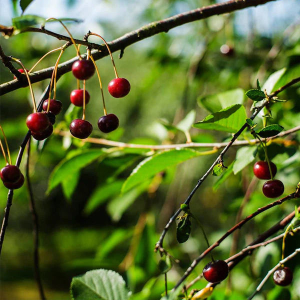 Kirsebærsaft fra Gikisa - 3 liter Bag-In-Box ( (SE VIGTIG INFORMATION I TEKSTEN)